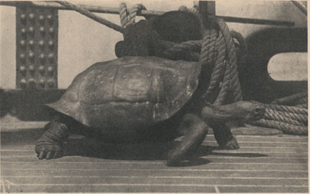 A galapagos tortoise on the deck of a whaleship.