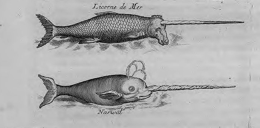 Black and white engraving showing fish-like, scaled Unicorn of the Sea creature with long, twisted tusk and goat-like head; below, a dolphin-shaped body, fish tail, spouting narwhal with pointed tusk 