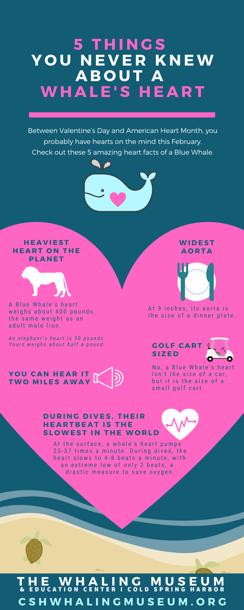 Between Valentine’s Day and American Heart Month, you probably have hearts on the mind this February.   Did you know the world’s largest animal can slow its heart rate to just two beats a minute? I’m also pretty sure you know that the Blue Whale is the largest whale on earth. Facts about a Blue Whale’s Heart: -	A blue whale’s heart is the biggest on the planet, weighing 400 pounds. That’s the weight of about 35 gallon paint cans. By comparison, the heart of an African elephant, the largest land creature, weighs about 30 pounds. Interestingly, an elephant’s heart is 5% of an elephant’s weight, but a blue whale’s heart is only 1% - however the whale’s immense weight is supported by water. At 16 ounces, your heart is half a percent of your body weight.  -	Is a blue whale’s heart really the size of a small car? In 2015, a dissection team in Canada extracted and measured a blue whale’s heart from a whale that washed ashore. No, it wasn’t as big as a Volkswagon – more like a small golf cart. (Still big.)  -	A blue whale’s heartbeat slows dramatically during dives to over 1,000 feet. In one study, a diving blue whale’s heart slowed to 4-8 beats a minute, with an extreme low of only two beats, a drastic measure to save oxygen.  Amazingly, between those beats, the aortic artery contracted to keep blood moving. When the whale came to the surface to breathe, its heart raced to 25-37 beats a minute. Scientists think that that a whale’s heart works close to physical limits and cannot beat faster, which is why whales have reached their largest size possible.  -	The aorta measures over 9 inches.  -	And the best fact of all: a blue whale’s heartbeat can be detected from 2 MILES AWAY.